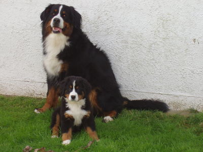 Brenda as young bernese with Dana as a puppy