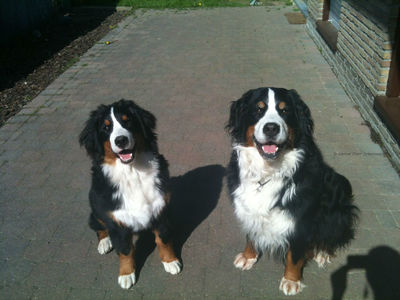 Fame on the right probably almost 7 years old with on the left Lacey as a puppy